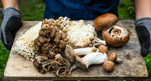 the-health-benefits-of-the-top-5-medicinal-mushrooms-found-in-nature