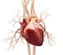 In people with heart failure, hunger hormone can boost the heart’s ability to pump blood