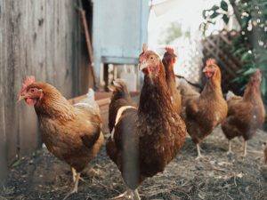 The Function of Important Nutrients in Chicken Food